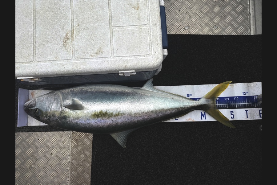 Tom Harley caught this 104.0cm Kingfish at Northland during The Export NZ Fishing Competition