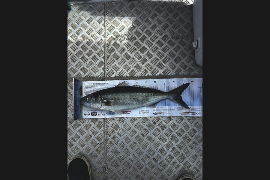 Jarrad Urwin caught this 53.0cm Kahawai at Northland during The Export NZ Fishing Competition