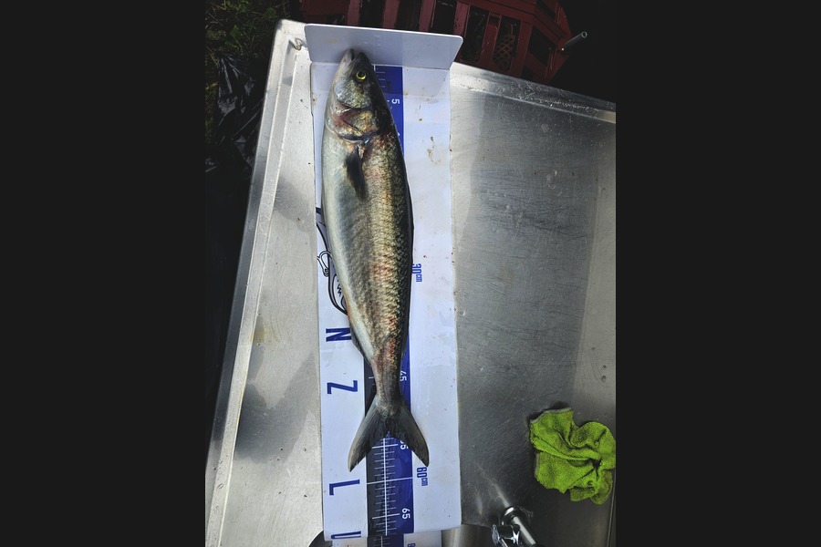 Gareth Halliburton caught this 52.2cm Kahawai at Coromandel during The Export NZ Fishing Competition