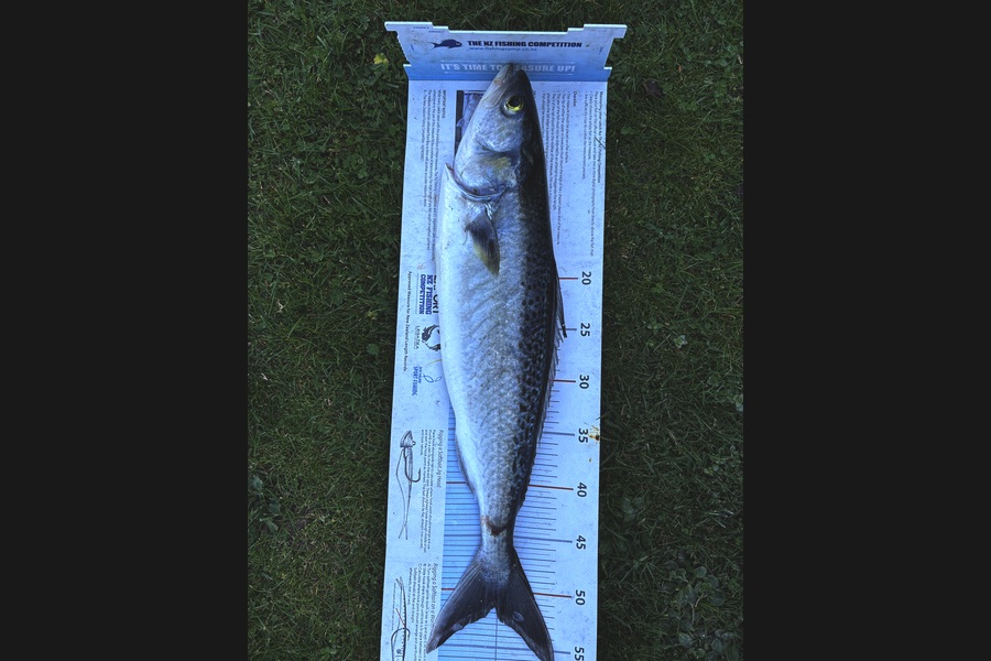 Matt  King  caught this 51.5cm Kahawai at Hawkes Bay during The Export NZ Fishing Competition