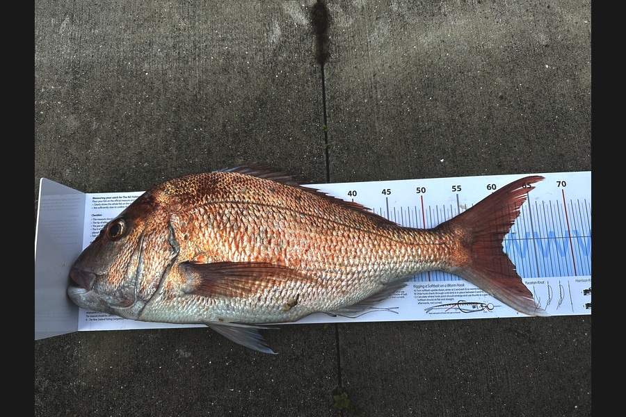 Elaine Tutty caught this 60.5cm Snapper at Northland during The Export NZ Fishing Competition