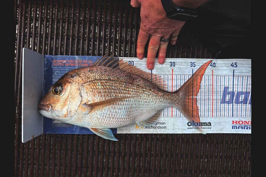 Warren Murray caught this 36.0cm Snapper at Coromandel during The Export NZ Fishing Competition
