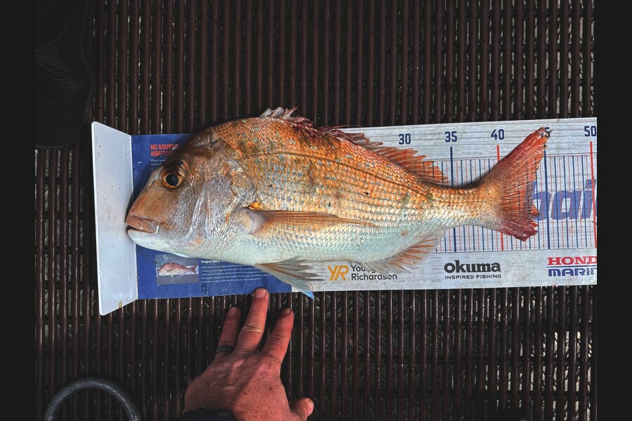 Leanne Murray caught this 43.5cm Snapper at Coromandel during The Export NZ Fishing Competition