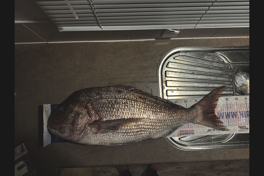 Josh Hough caught this 78.5cm Snapper at East Cape during The Export NZ Fishing Competition