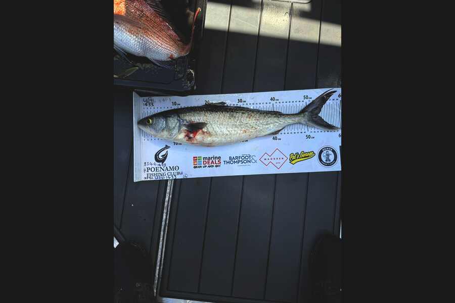 Brad Kennedy caught this 53.0cm Kahawai at Northland during The Export NZ Fishing Competition