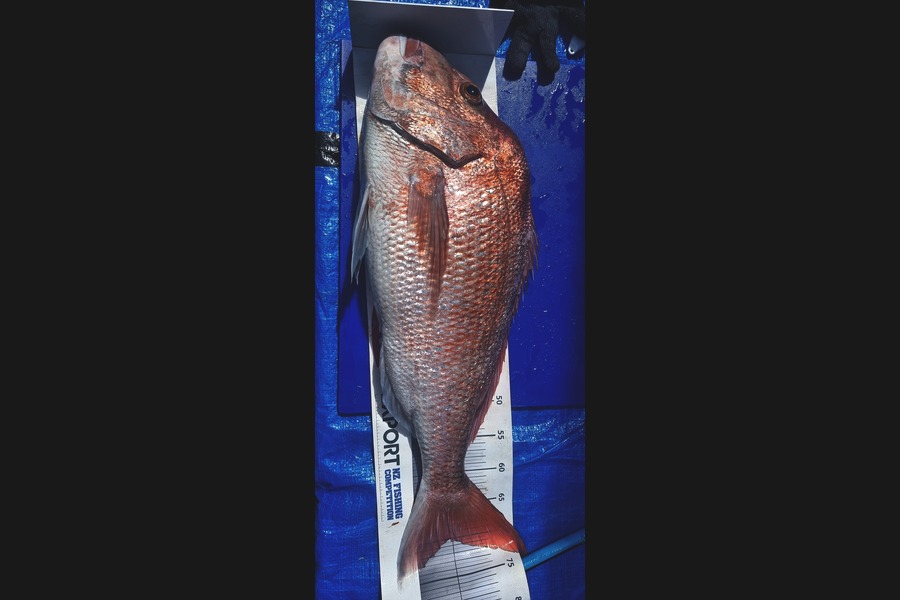 Andrew  Graham  caught this 70.0cm Snapper at Coromandel during The Export NZ Fishing Competition