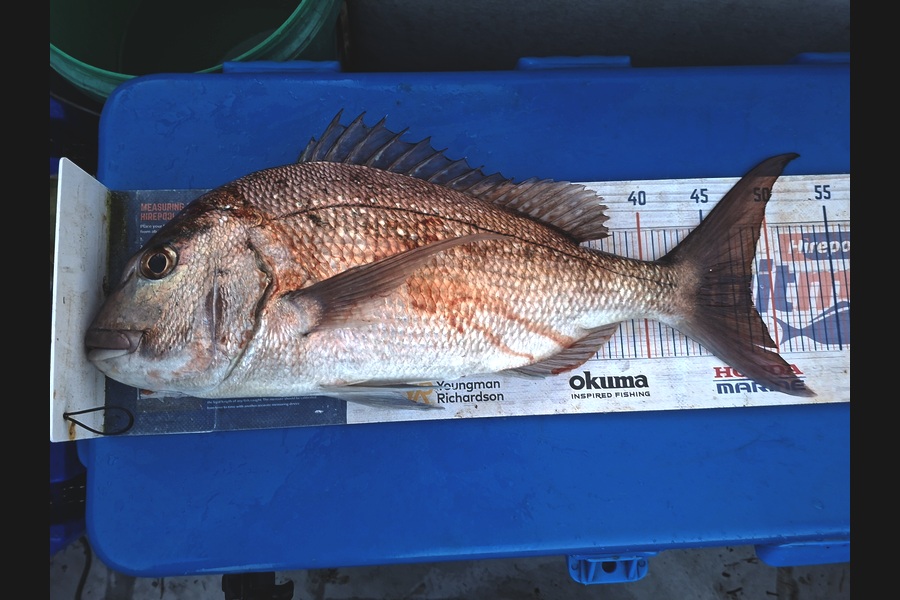 Len Clarke caught this 48.0cm Snapper at Northland during The Export NZ Fishing Competition
