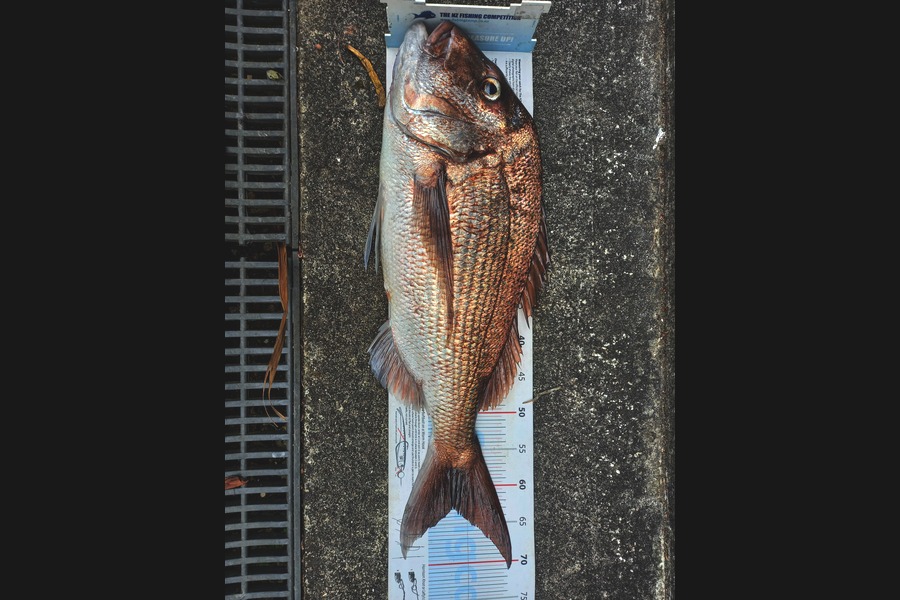 Bruce Hooper caught this 63.0cm Snapper at Northland during The Export NZ Fishing Competition