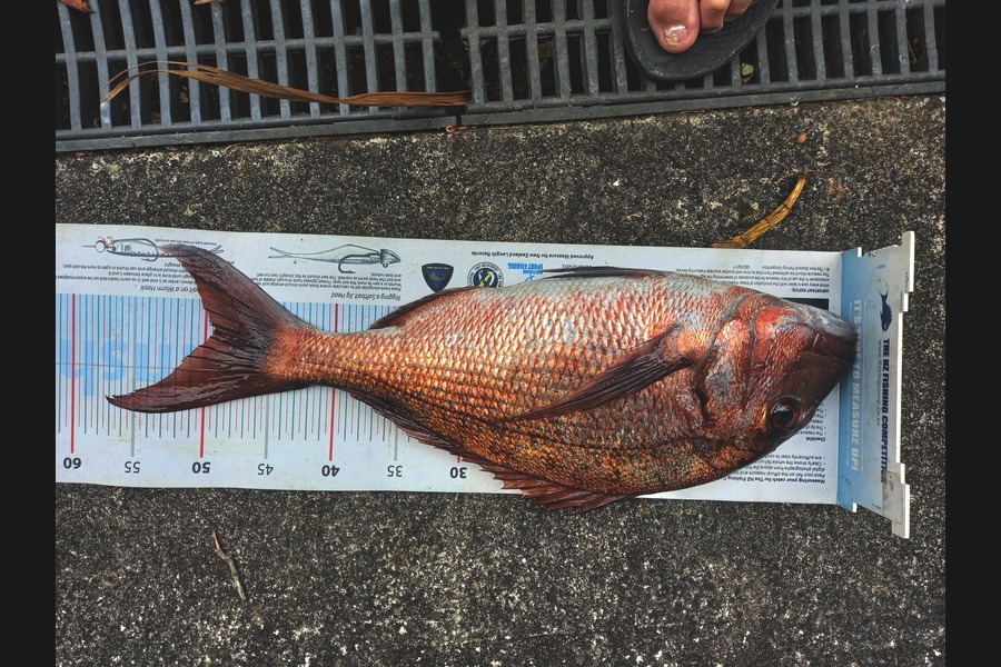 Mike Crawford caught this 49.0cm Snapper at Northland during The Export NZ Fishing Competition