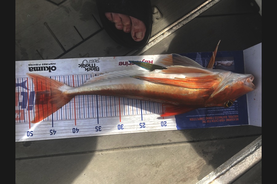 David Monagan caught this 48.5cm Gurnard at Hawkes Bay during The Export NZ Fishing Competition