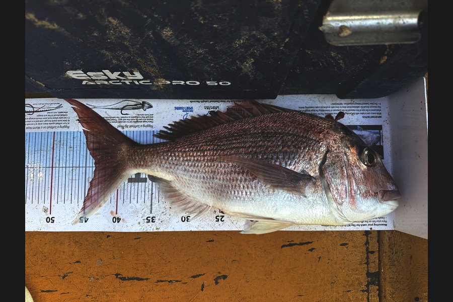 Anthony Kelsall caught this 43.5cm Snapper at Auckland during The Export NZ Fishing Competition