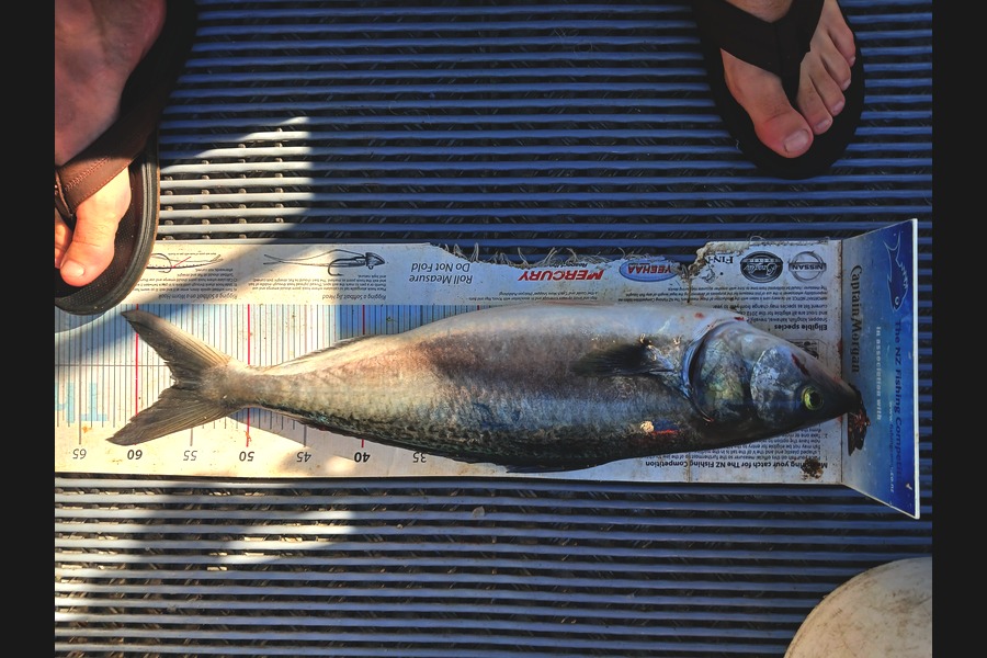 Richard Doughty caught this 56.5cm Kahawai at Hawkes Bay during The Export NZ Fishing Competition