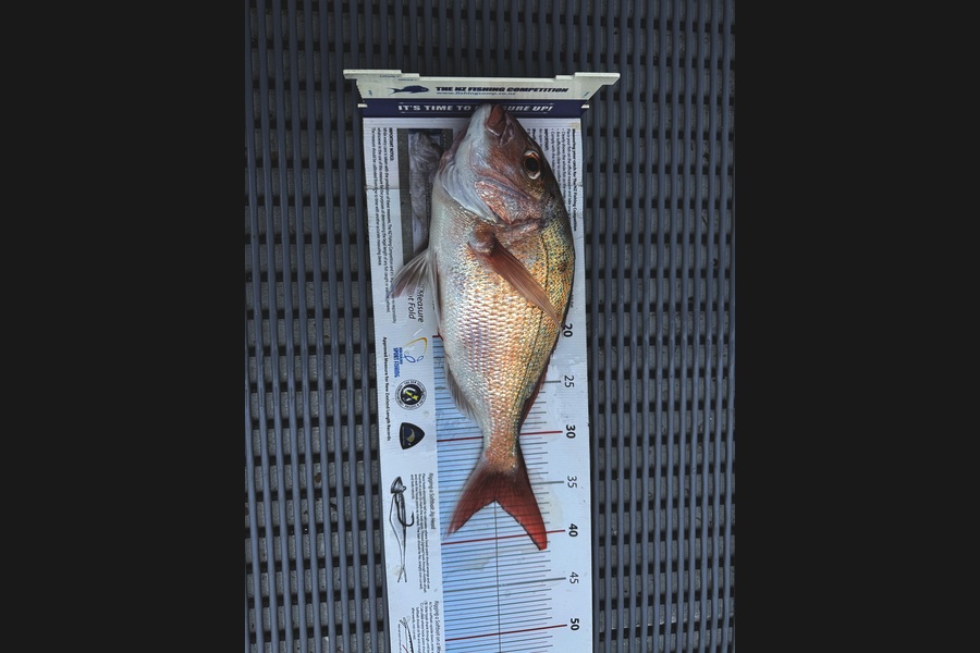 Stephen Attwood caught this 36.5cm Snapper at Northland during The Export NZ Fishing Competition