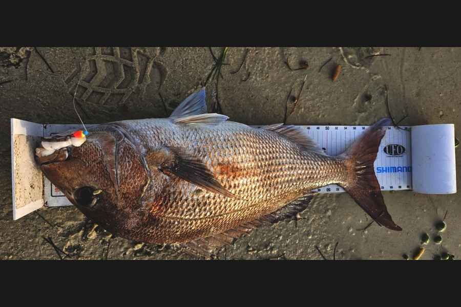 Cathryn Houlihan caught this 51.0cm Snapper at Northland during The Export NZ Fishing Competition