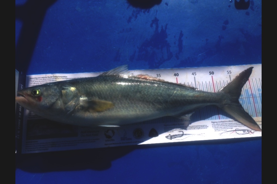 Lee Drummond caught this 56.0cm Kahawai at Cape Egmont during The Export NZ Fishing Competition