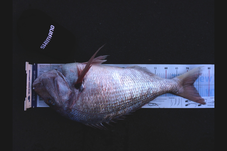 Mark Cotton caught this 72.5cm Snapper at D'Urville Island during The Export NZ Fishing Competition