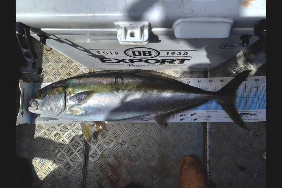 Deni Vanin caught this 95.5cm Kingfish at Northland during The Export NZ Fishing Competition