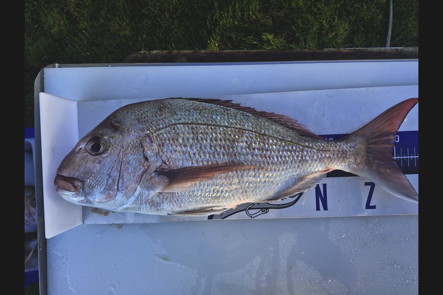 Dave Lean caught this 49cm Snapper at Auckland during The Export NZ Fishing Competition