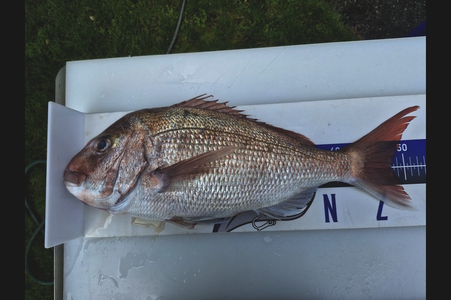 Dave Lean caught this 48.0cm Snapper at Auckland during The Export NZ Fishing Competition