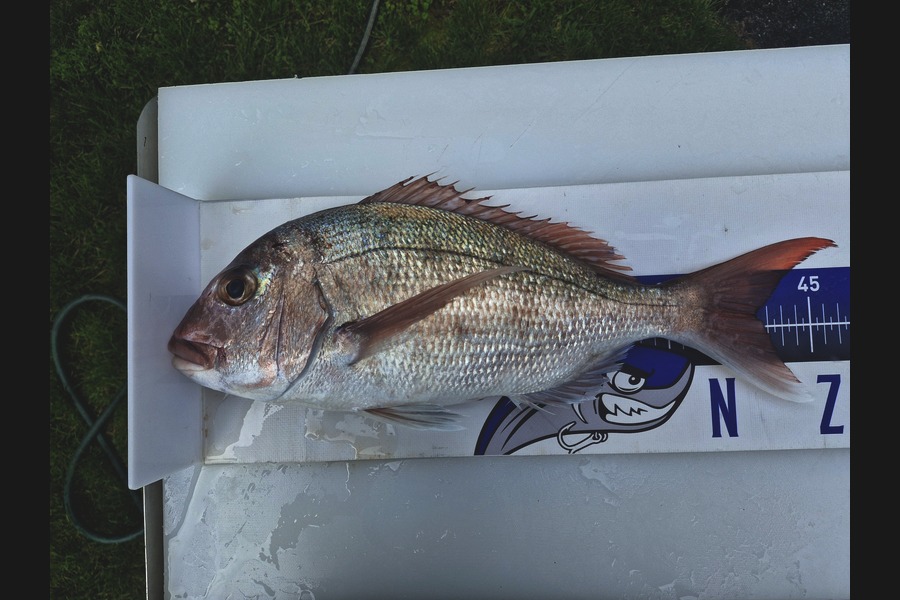 Bobbie Lean caught this 41.0cm Snapper at Auckland during The Export NZ Fishing Competition