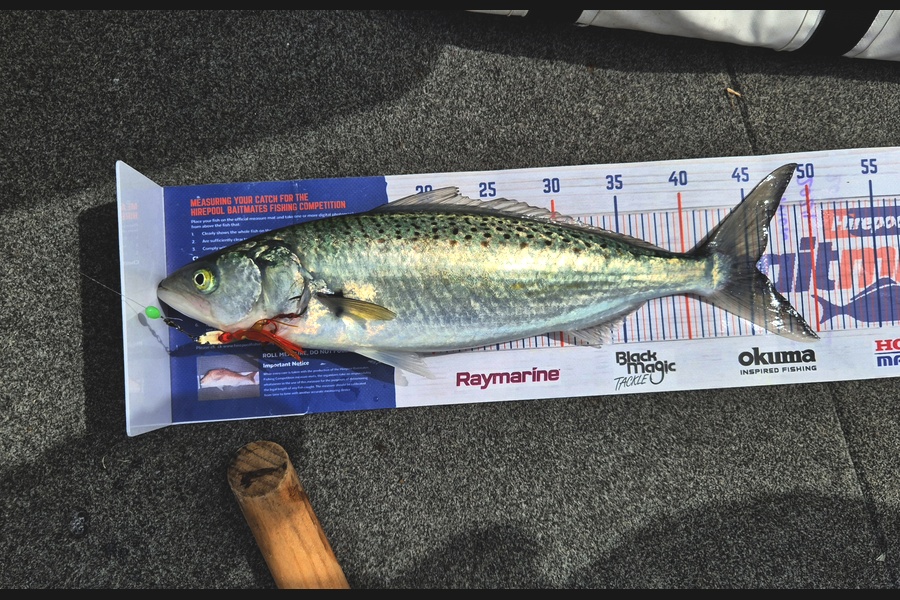 Simon Roberts caught this 45.5cm Kahawai at Coromandel during The Export NZ Fishing Competition