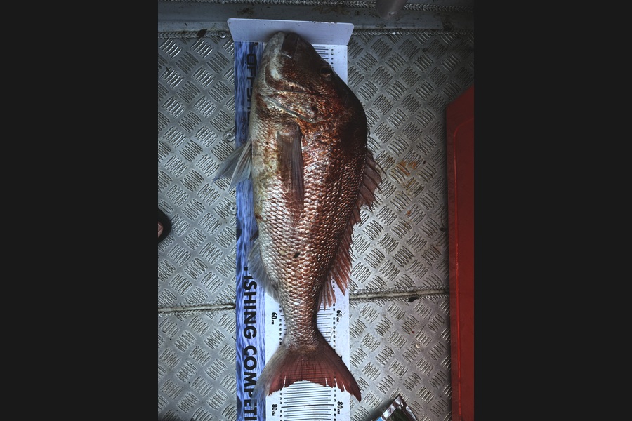 Steve Worthington caught this 74.0cm Snapper at Northland during The Export NZ Fishing Competition