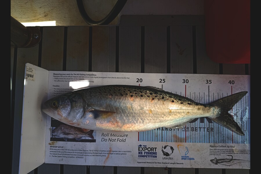 Benaja Oushana caught this 39.0cm Kahawai at Hawkes Bay during The Export NZ Fishing Competition