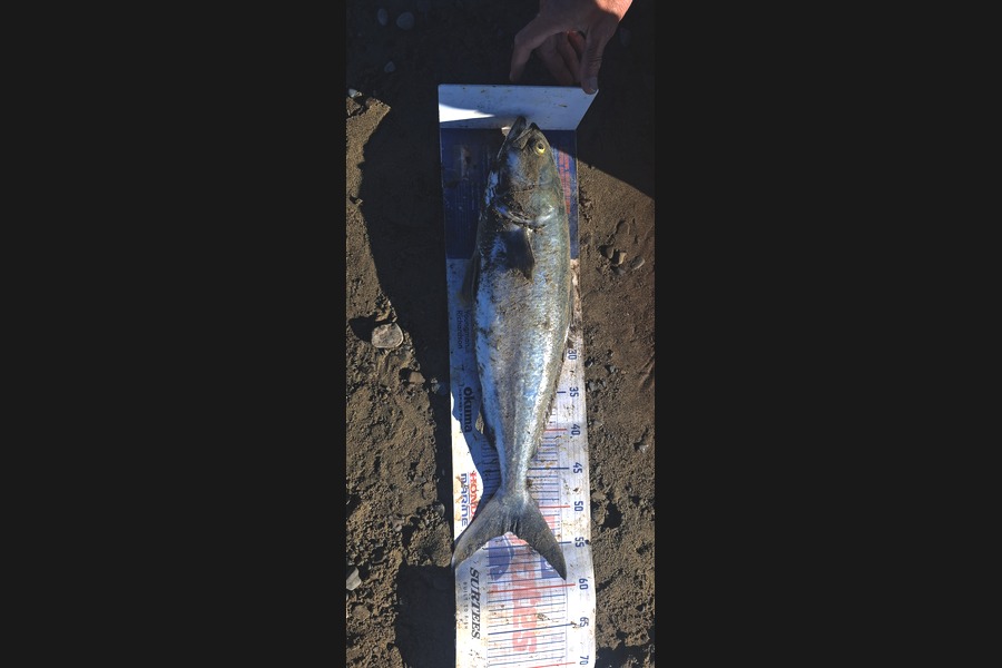 Jason Akuhata Brown caught this 53.0cm Kahawai at East Cape during The Export NZ Fishing Competition