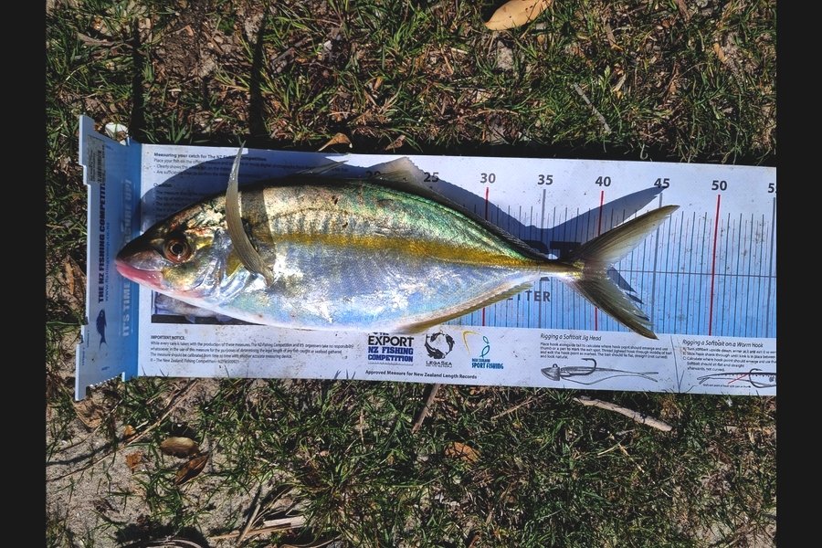 Cameron Chow caught this 40.5cm Trevally at Bay of Plenty during The Export NZ Fishing Competition