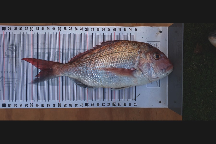 Shaine Pask caught this 46.5cm Snapper at Bay of Plenty during The Export NZ Fishing Competition