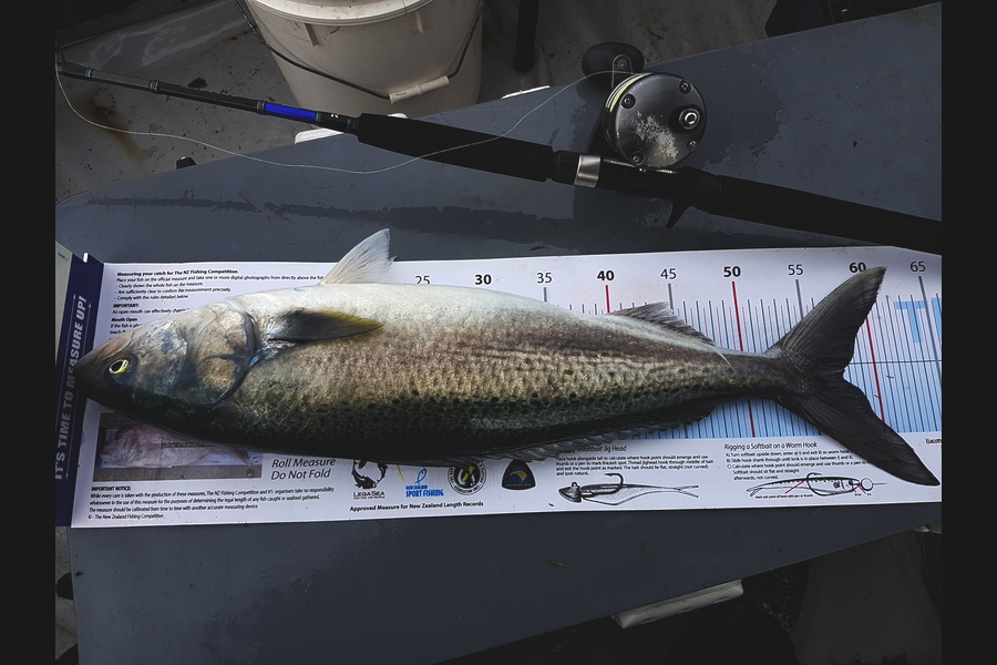 Philip Hewlett caught this 57.0cm Kahawai at Coromandel during The Export NZ Fishing Competition