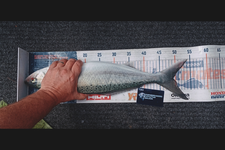 Andy Brannen caught this 49.0cm Kahawai at Nelson/Marlborough during The Export NZ Fishing Competition