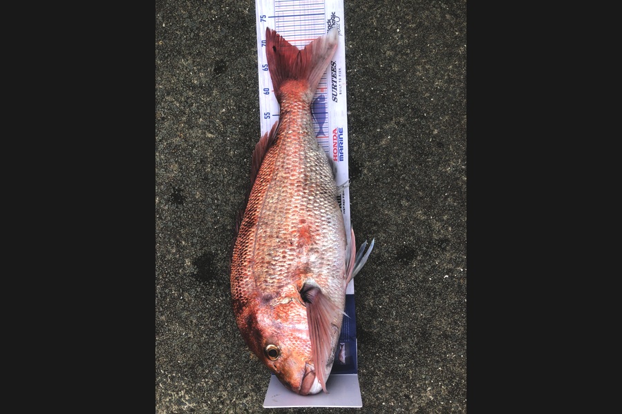 Errol Johnson caught this 67.5cm Snapper at Auckland during The Export NZ Fishing Competition