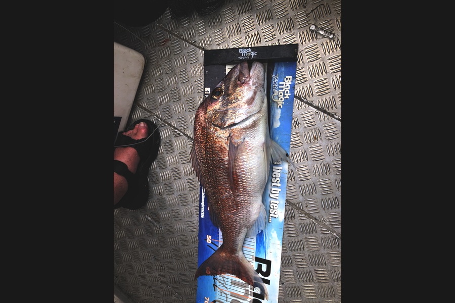 Phil Shields caught this 59.0cm Snapper at Northland during The Export NZ Fishing Competition