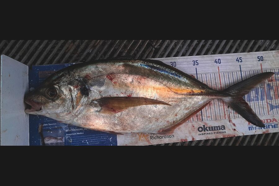 Leigh Page caught this 44.5cm Trevally at Wellington during The Export NZ Fishing Competition