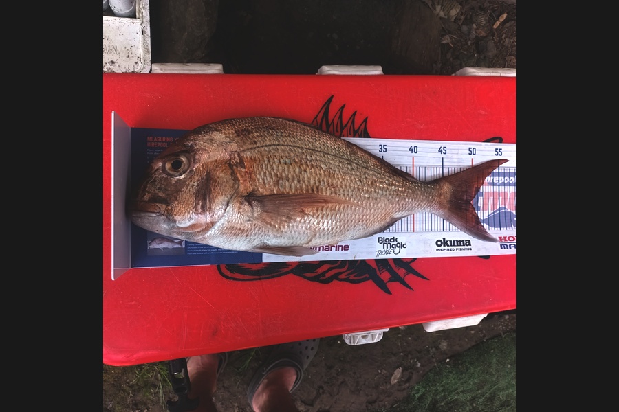 Mike Morphett caught this 49.5cm Snapper at Northland during The Export NZ Fishing Competition