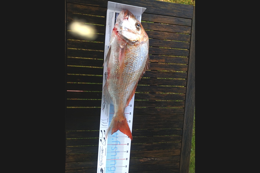 Ashley  Sayers  caught this 70.0cm Snapper at Waikato during The Export NZ Fishing Competition