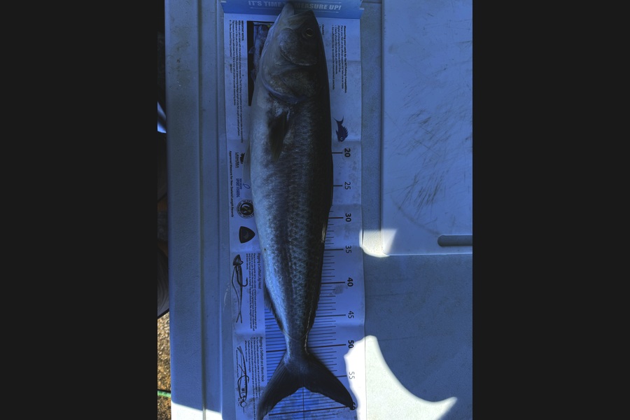 Greg George caught this 56.0cm Kahawai at Taranaki during The Export NZ Fishing Competition