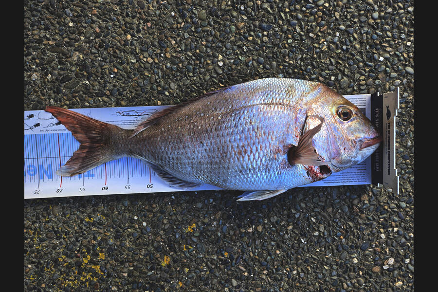 Bevan Middlebrook caught this 65.0cm Snapper at Nelson/Marlborough during The Export NZ Fishing Competition