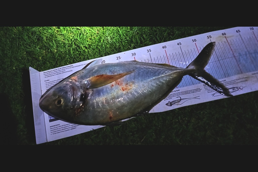 Anthony Carmichael caught this 49.0cm Trevally at Bay of Plenty during The Export NZ Fishing Competition