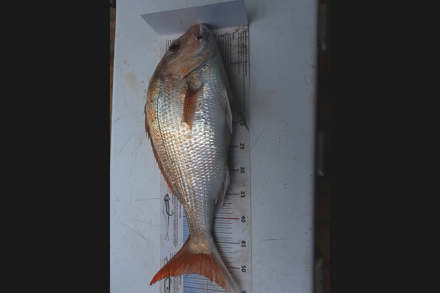 Shane  Reily  caught this 51.0cm Snapper at Northland during The Export NZ Fishing Competition