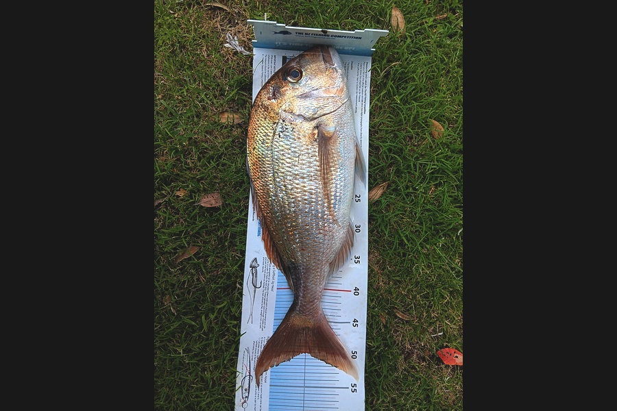 Richard Cash caught this 50.0cm Snapper at Coromandel during The Export NZ Fishing Competition