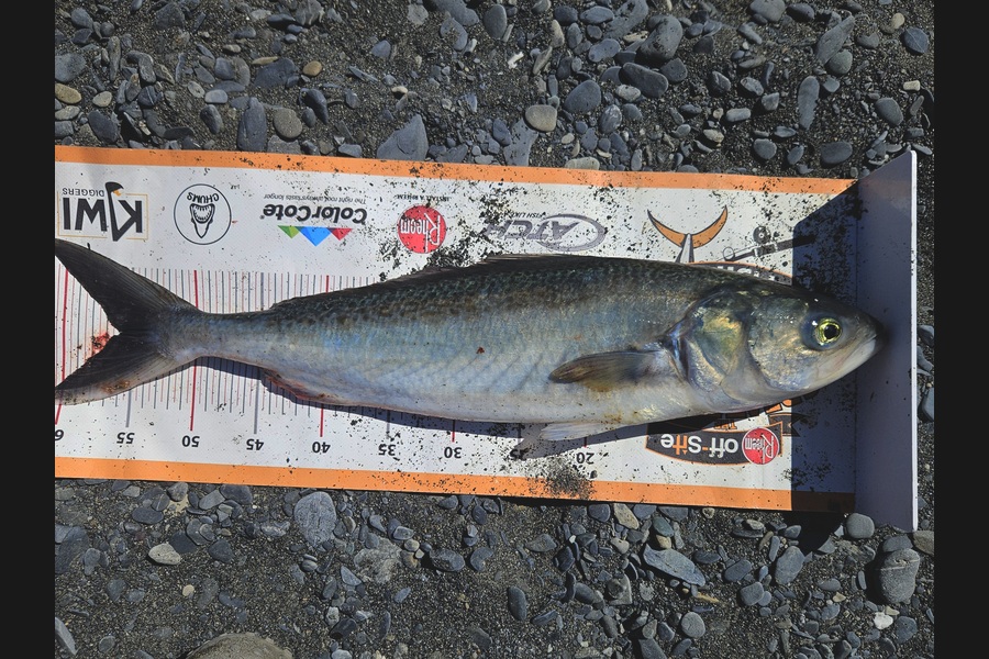 David Kovacs caught this 56.0cm Kahawai at Wairarapa
 during The Export NZ Fishing Competition