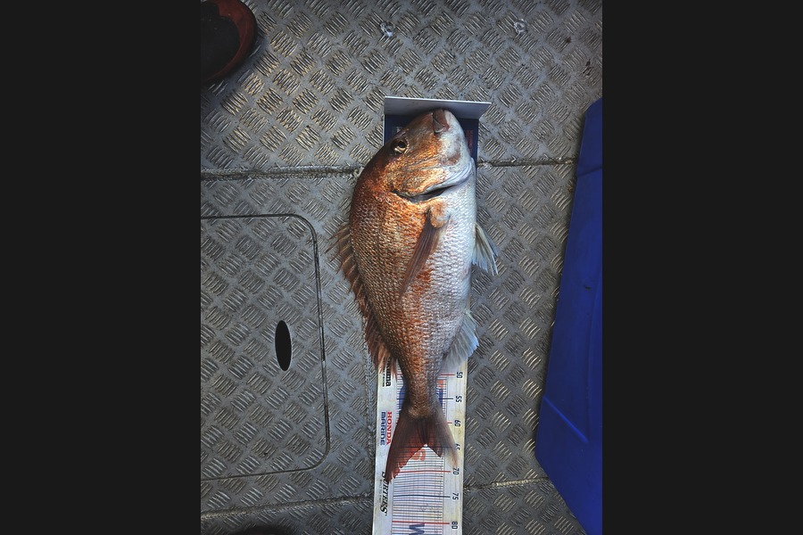 Keith Harvey caught this 64.0cm Snapper at Taranaki during The Export NZ Fishing Competition