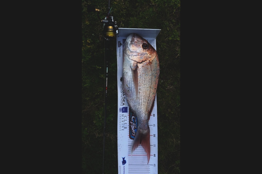 Mark Ray caught this 54.0cm Snapper at East bop during The Export NZ Fishing Competition