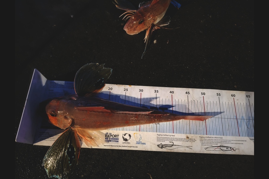 Sam Peterson caught this 49.0cm Gurnard at Canterbury during The Export NZ Fishing Competition