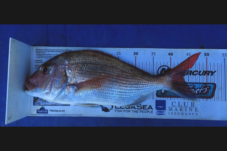 Barry  Howard caught this 43.5cm Snapper at Auckland during The Export NZ Fishing Competition