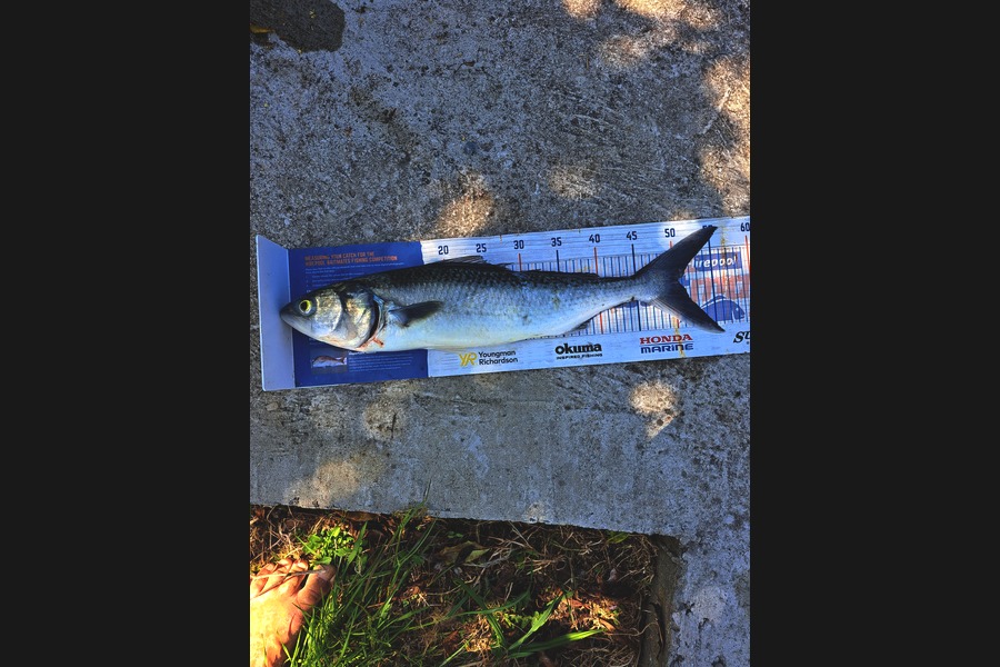 Dylan Ray caught this 50.5cm Kahawai at Nelson/Marlborough during The Export NZ Fishing Competition