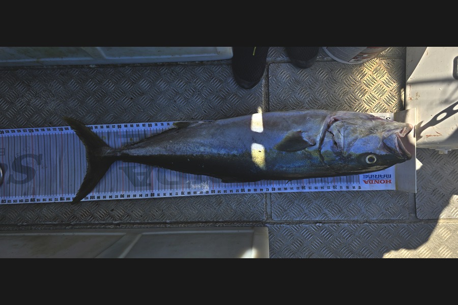 Graeme Mckay caught this 101.0cm Kingfish at East Cape during The Export NZ Fishing Competition