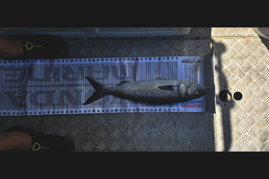 Graeme Mckay caught this 49.0cm Kahawai at East Cape during The Export NZ Fishing Competition